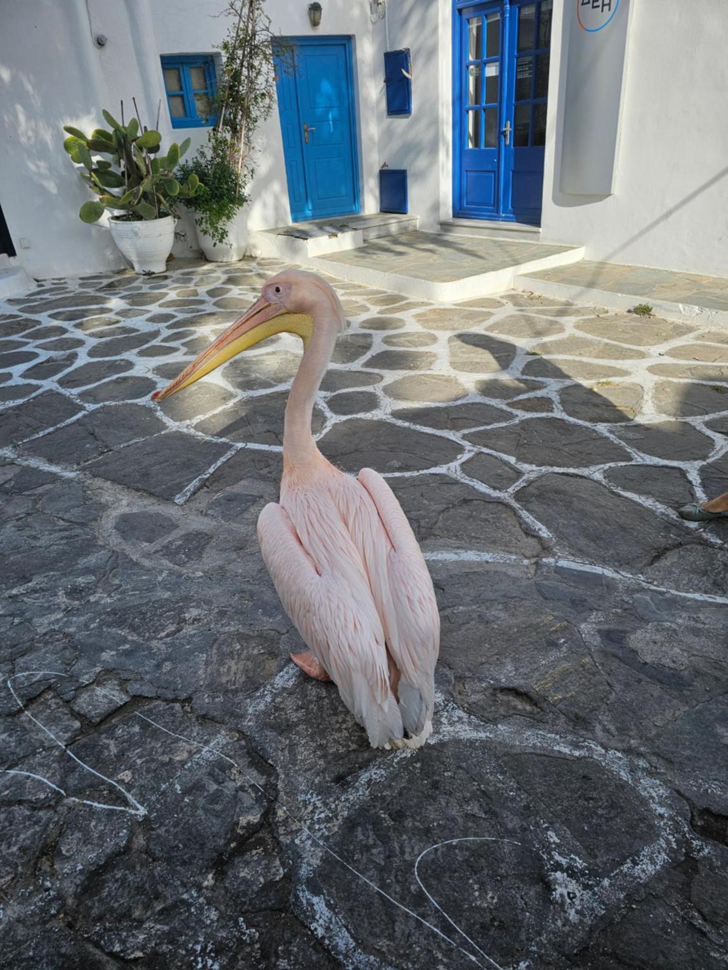 Lalaland Apartment Mykonos Town ภายนอก รูปภาพ